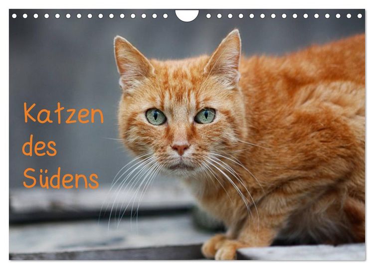 Produktbild: Katzen des S&uuml;dens (Wandkalender 2026 DIN A4 quer), CALVENDO Monatskalender