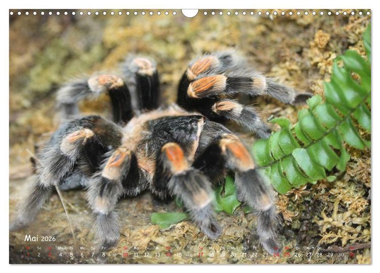 Produktbild: Vogelspinnen (Wandkalender 2026 DIN A3 quer), CALVENDO Monatskalender