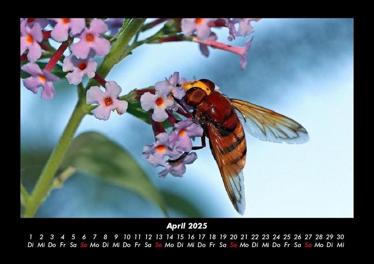 Produktbild: Bienen 2025 Fotokalender DIN A3