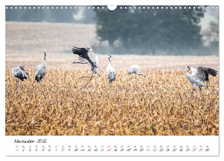 Produktbild: Mein Fischland! Unterwegs auf dem Dar&szlig; (Wandkalender 2026 DIN A3 quer), CALVENDO Monatskalender