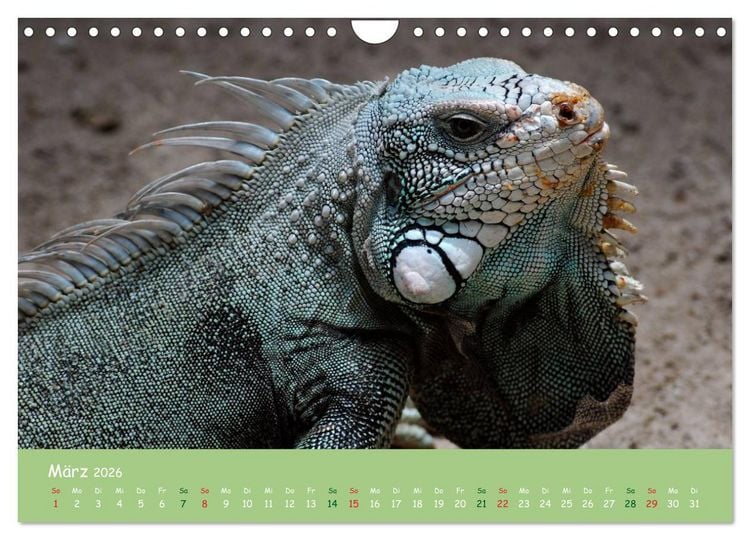 Produktbild: Am Amazonas (Wandkalender 2026 DIN A4 quer), CALVENDO Monatskalender