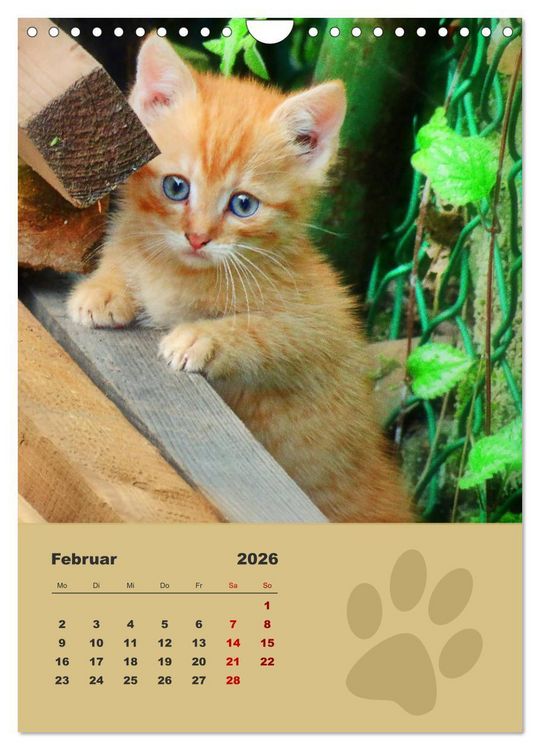 Produktbild: Wilde T&auml;tzchen, kleine wilde Katzen entdecken die Welt (Wandkalender 2026 DIN A4 hoch), CALVENDO Monatskalender