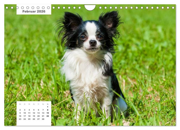 Produktbild: Rassehunde (Wandkalender 2026 DIN A4 quer), CALVENDO Monatskalender