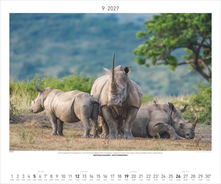 Produktbild: Hautnah - Afrikas Wildnis 2027