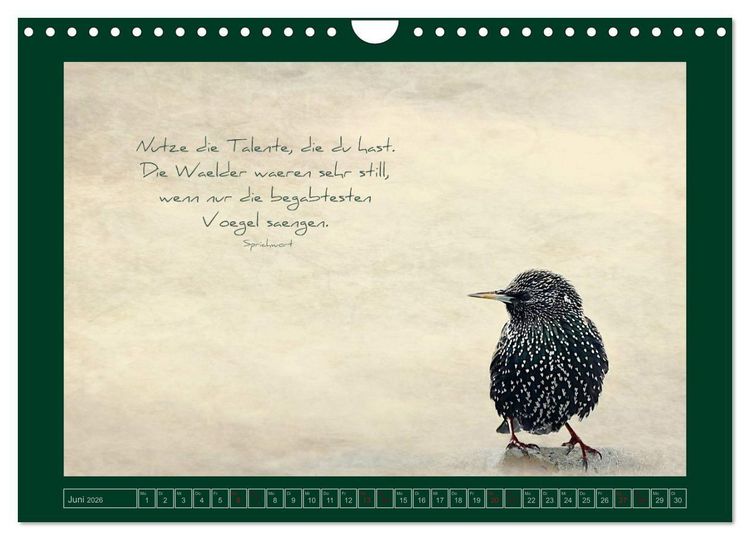 Produktbild: Stare und Weisheiten (Wandkalender 2026 DIN A4 quer), CALVENDO Monatskalender