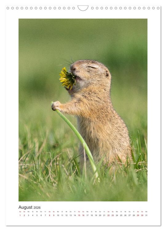 Produktbild: Tierisches Wien (Wandkalender 2026 DIN A3 hoch), CALVENDO Monatskalender