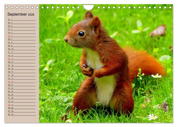 Produktbild: Eichh&ouml;rnchen. Wo sind blo&szlig; die N&uuml;sse? (Wandkalender 2026 DIN A4 quer), CALVENDO Monatskalender