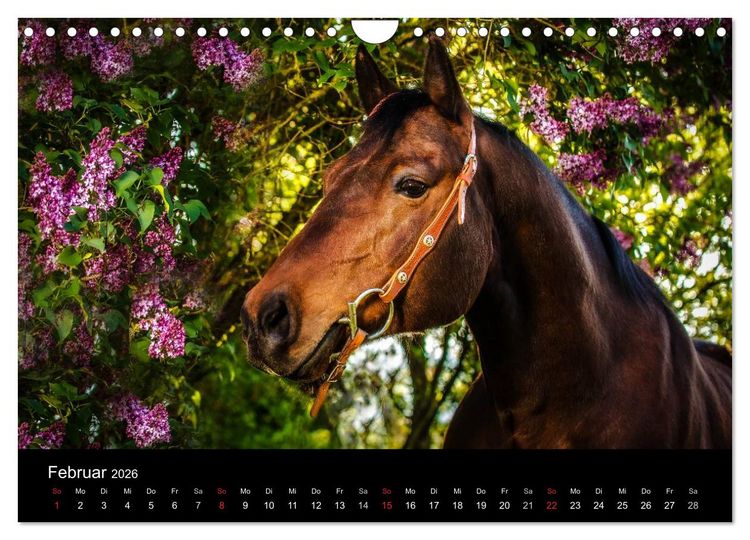 Produktbild: Pferde Tr&auml;ume (Wandkalender 2026 DIN A4 quer), CALVENDO Monatskalender