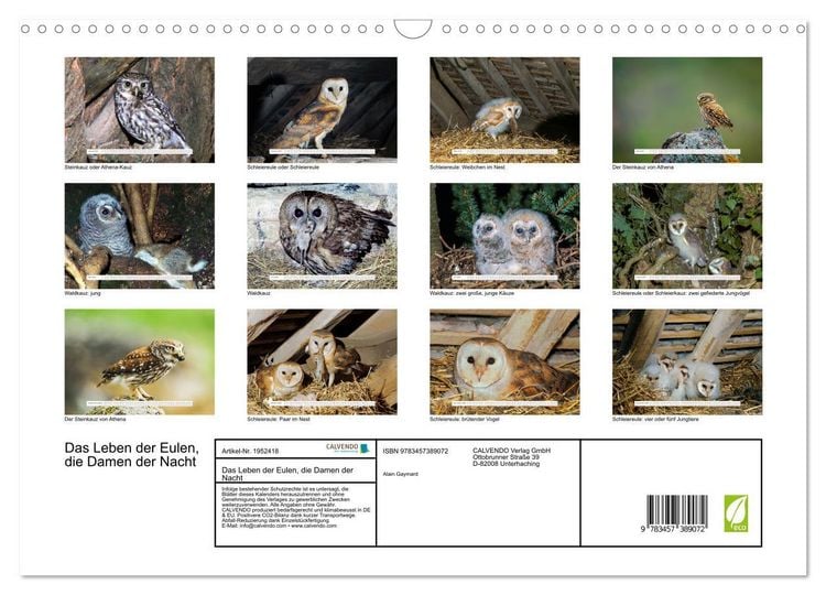 Produktbild: Das Leben der Eulen, die Damen der Nacht (Wandkalender 2026 DIN A3 quer), CALVENDO Monatskalender