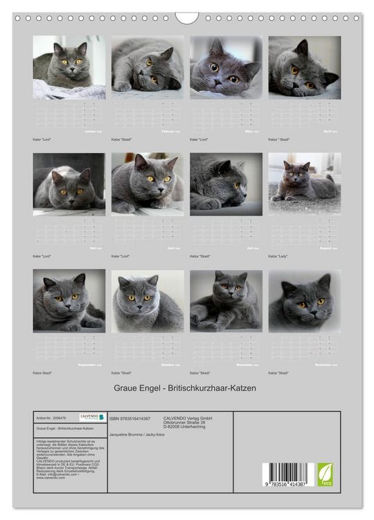 Produktbild: Graue Engel - Britischkurzhaar-Katzen (Wandkalender 2026 DIN A3 hoch), CALVENDO Monatskalender