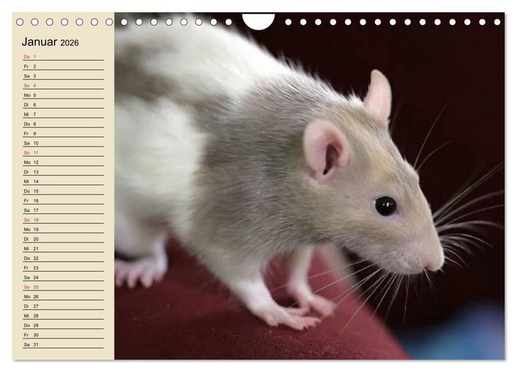 Produktbild: Ratten. Gelehrige Haustiere (Wandkalender 2026 DIN A4 quer), CALVENDO Monatskalender