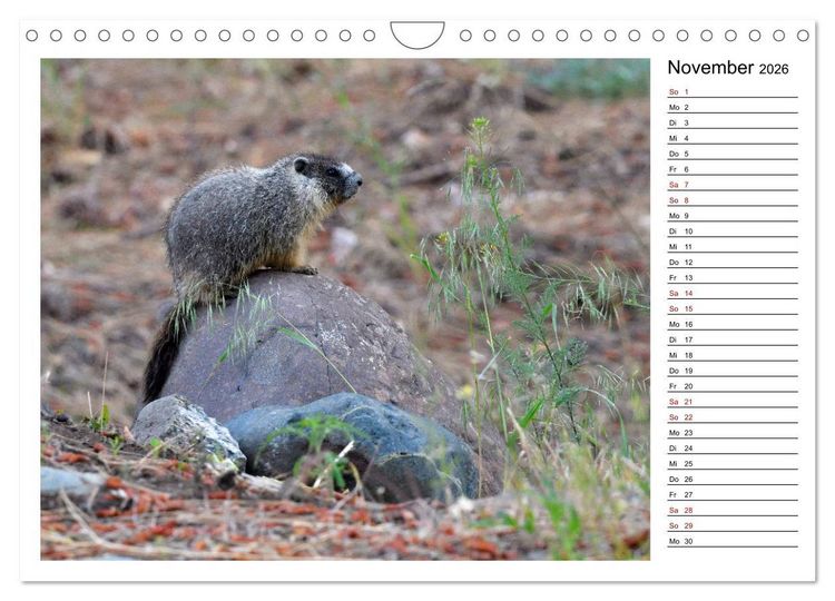 Produktbild: Murmeltiere in Nordamerika (Wandkalender 2026 DIN A4 quer), CALVENDO Monatskalender
