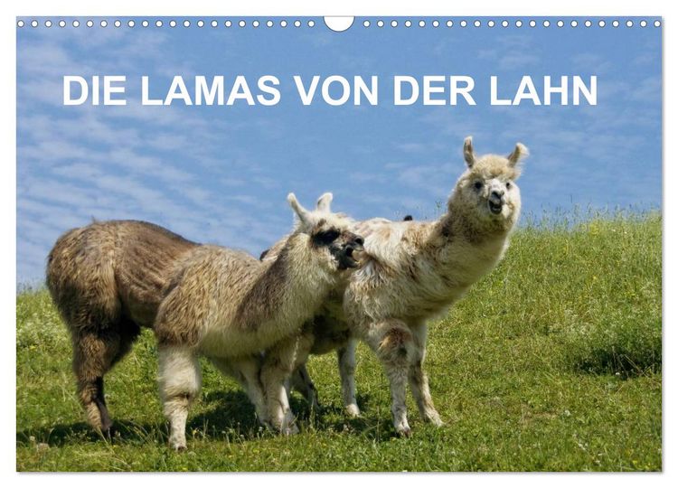 Produktbild: DIE LAMAS VON DER LAHN (Wandkalender 2026 DIN A3 quer), CALVENDO Monatskalender