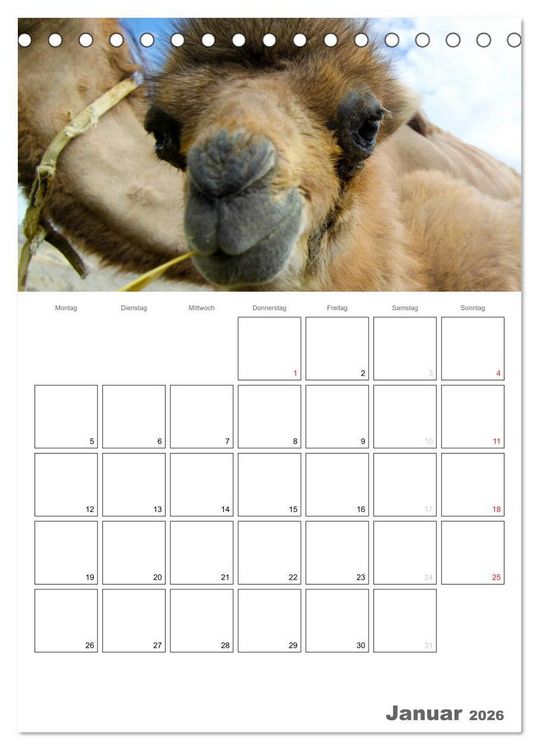 Produktbild: Kamel Portr&auml;t (Tischkalender 2026 DIN A5 hoch), CALVENDO Monatskalender
