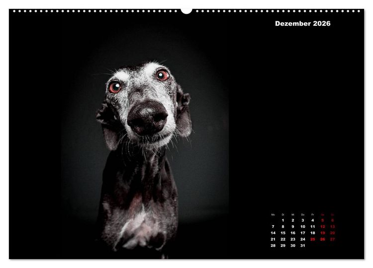 Produktbild: Die Stimme der Windhunde (hochwertiger Premium Wandkalender 2026 DIN A2 quer), Kunstdruck in Hochglanz