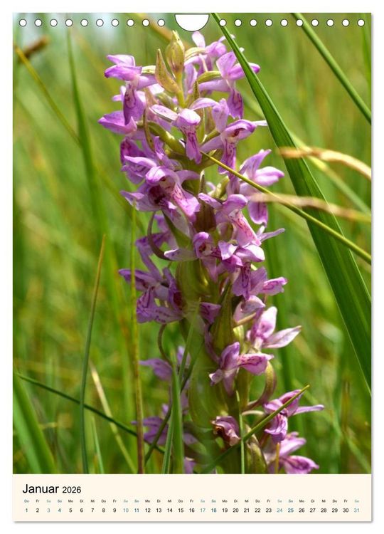 Produktbild: Einheimische Orchideen (Wandkalender 2026 DIN A4 hoch), CALVENDO Monatskalender