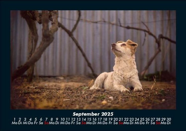 Produktbild: Tierkalender 2025 Fotokalender DIN A5