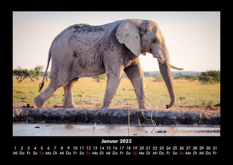 Produktbild: Zoobewohner 2025 Fotokalender DIN A3