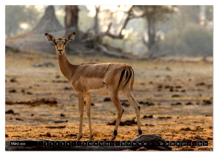 Produktbild: Komm mit auf Safari! Botswana und S&uuml;dafrika (Tischkalender 2026 DIN A5 quer), CALVENDO Monatskalender