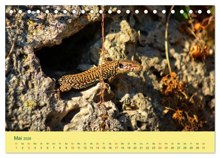 Produktbild: Flinke Eidechsen (Tischkalender 2026 DIN A5 quer), CALVENDO Monatskalender