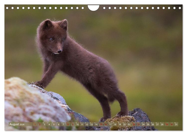 Produktbild: Polarfuchs-Welpen (Wandkalender 2026 DIN A4 quer), CALVENDO Monatskalender