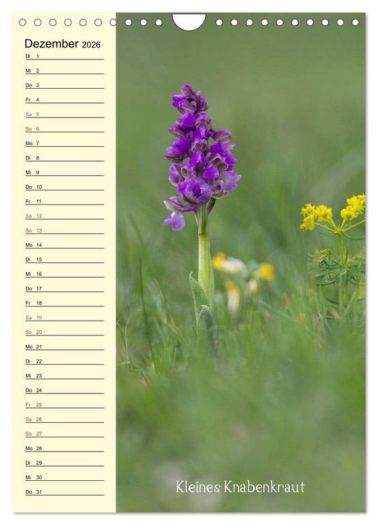 Produktbild: Wildwachsende Orchideen in Bayern (Wandkalender 2026 DIN A4 hoch), CALVENDO Monatskalender