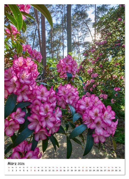 Produktbild: Zauberhafte Rhododendren (Wandkalender 2026 DIN A2 hoch), CALVENDO Monatskalender