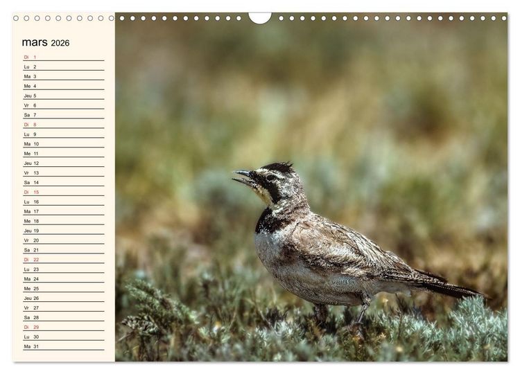 Produktbild: Notre nature sauvage, les passereaux d'Europe (Calendrier mural 2026 DIN A3 vertical), CALVENDO calendrier mensuel