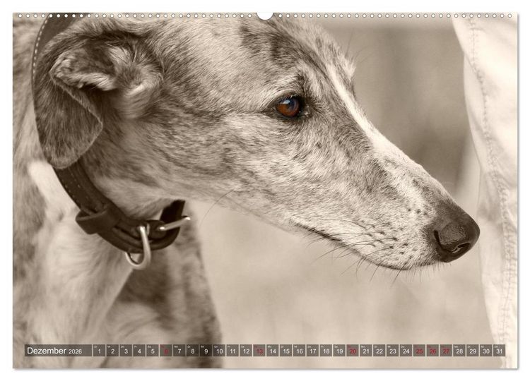Produktbild: Galgo eye-catcher (hochwertiger Premium Wandkalender 2026 DIN A2 quer), Kunstdruck in Hochglanz