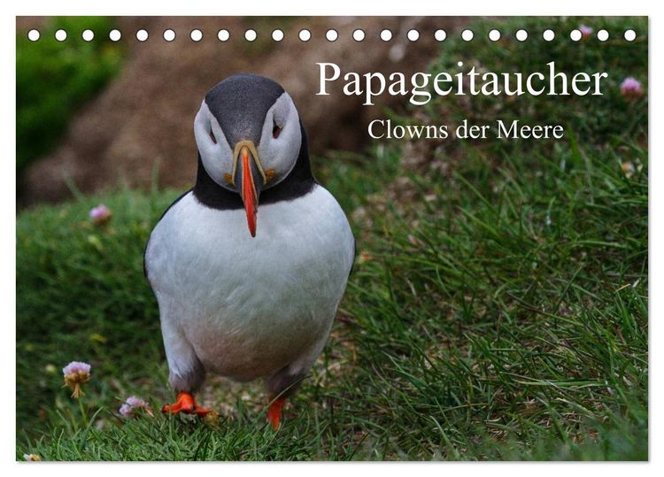 Produktbild: Papageitaucher Clowns der Meere (Tischkalender 2026 DIN A5 quer), CALVENDO Monatskalender