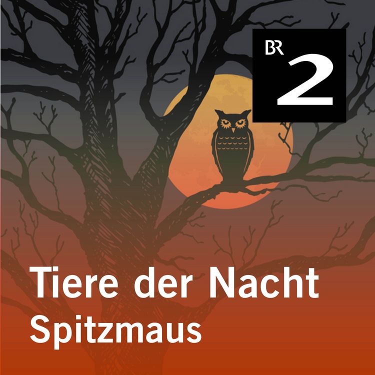 Produktbild: Tiere der Nacht: Spitzmaus