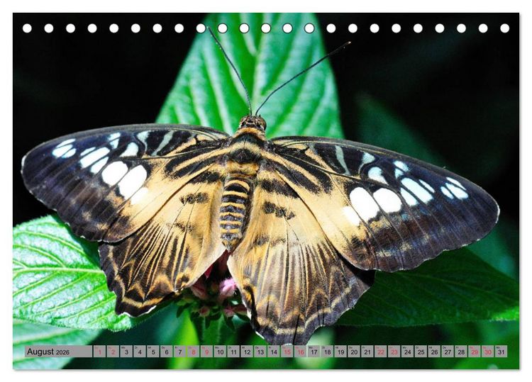 Produktbild: Butterfly's - Schmetterlinge f&uuml;r Zuhause (Tischkalender 2026 DIN A5 quer), CALVENDO Monatskalender