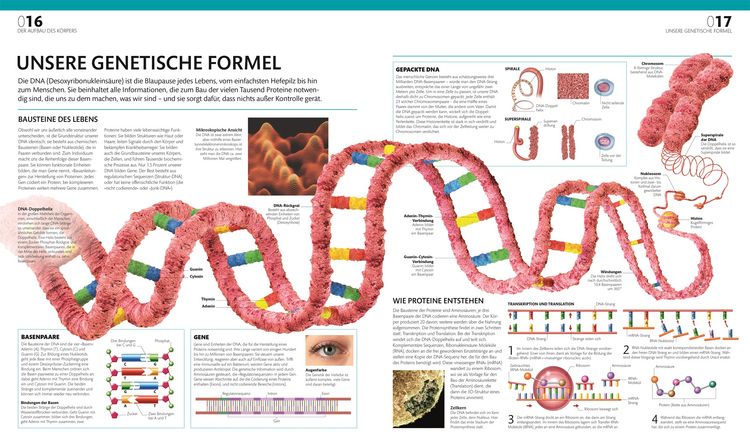 Produktbild: Anatomie und Physiologie