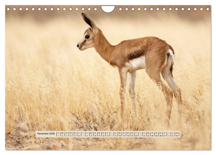 Produktbild: Kgalagadi-Durstland (Wandkalender 2026 DIN A4 quer), CALVENDO Monatskalender