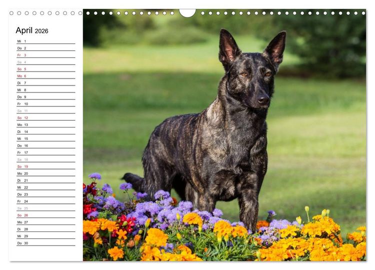 Produktbild: ausdrucksvolle Holl&auml;ndische Sch&auml;ferhunde (Wandkalender 2026 DIN A3 quer), CALVENDO Monatskalender