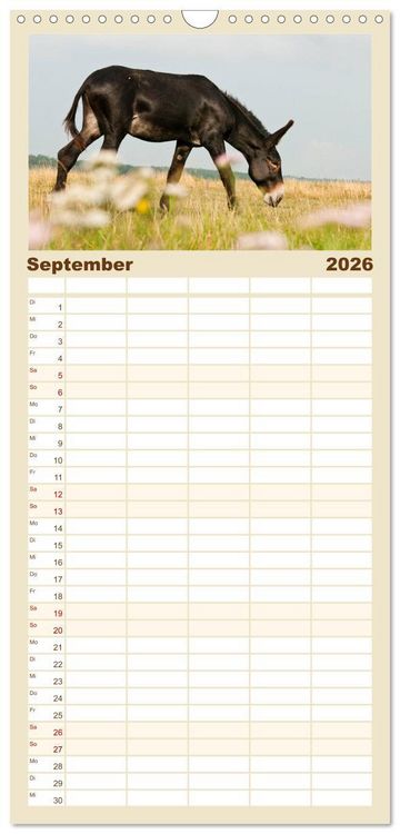 Produktbild: Familienplaner 2026 - Esel - Sixtus Loreley mit 5 Spalten (Wandkalender, 21 x 45 cm) CALVENDO