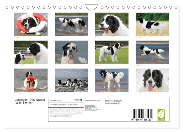 Produktbild: Landseer - Das Wasser ist ihr Element (Wandkalender 2026 DIN A4 quer), CALVENDO Monatskalender