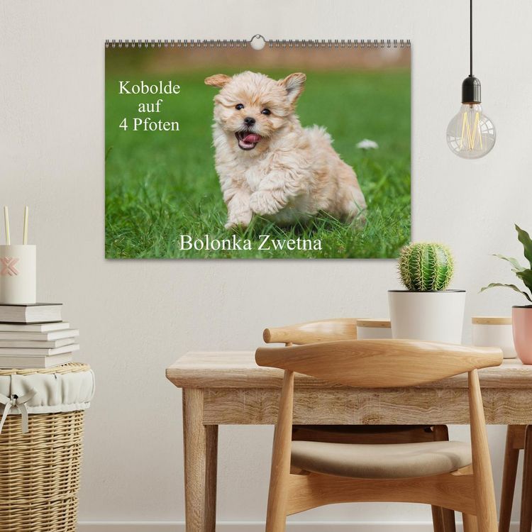 Produktbild: Kobolde auf 4 Pfoten - Bolonka Zwetna (Wandkalender 2026 DIN A3 quer), CALVENDO Monatskalender