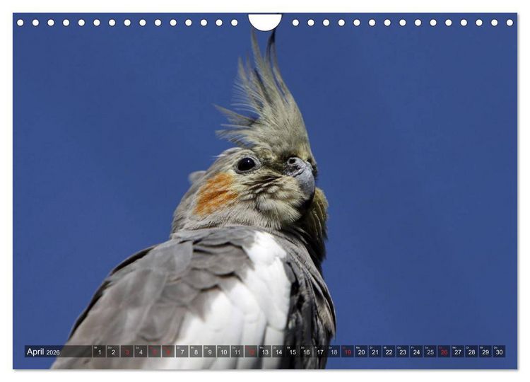 Produktbild: Nymphensittiche (Wandkalender 2026 DIN A4 quer), CALVENDO Monatskalender
