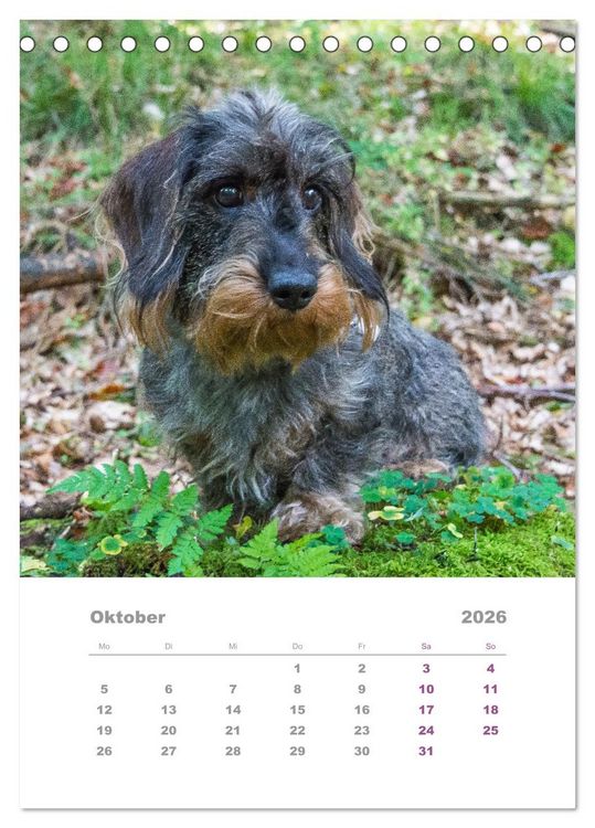 Produktbild: Dackel(augen)blicke (Tischkalender 2026 DIN A5 hoch), CALVENDO Monatskalender