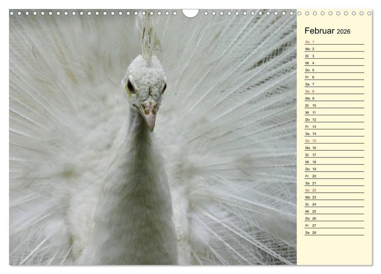 Produktbild: Pfaue. Pr&auml;chtig und schillernd (Wandkalender 2026 DIN A3 quer), CALVENDO Monatskalender