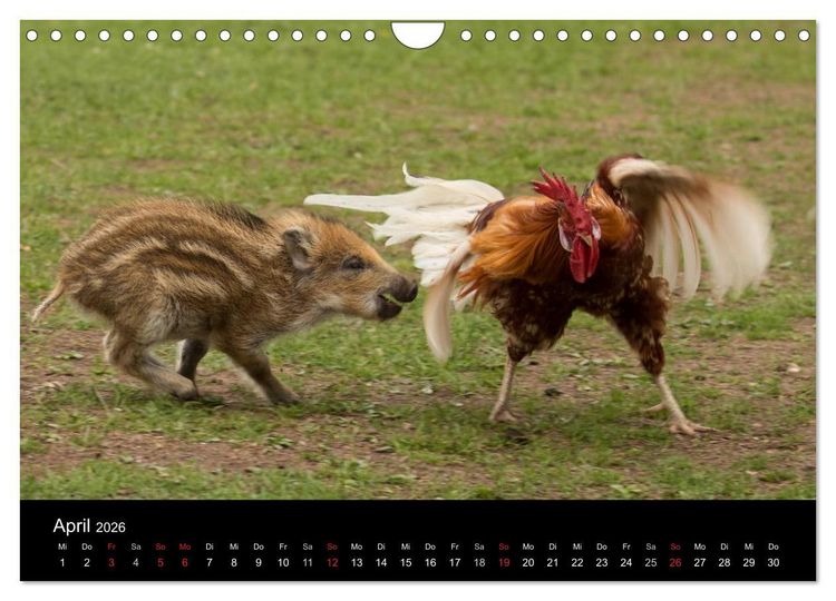 Produktbild: Kleine Schweinereien (Wandkalender 2026 DIN A4 quer), CALVENDO Monatskalender