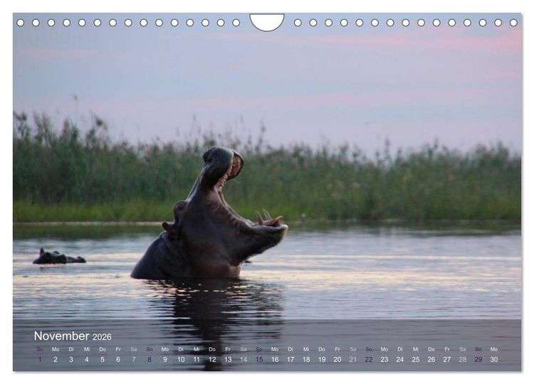 Produktbild: Botswana Wildlife (Wandkalender 2026 DIN A4 quer), CALVENDO Monatskalender