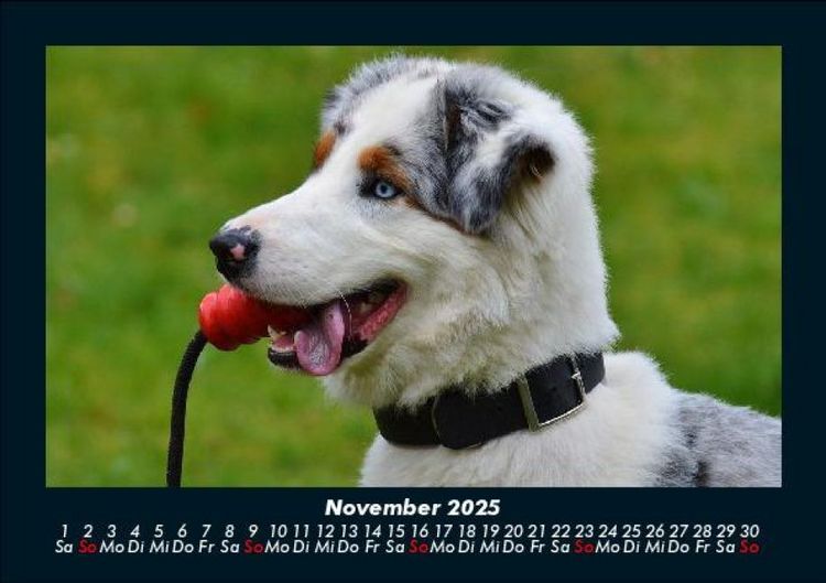 Produktbild: Hunde 2025 Fotokalender DIN A5