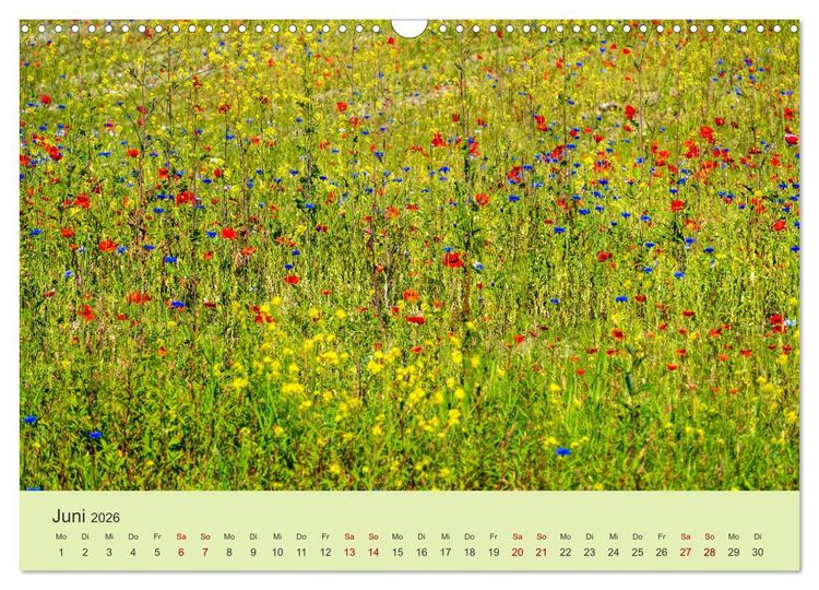 Produktbild: Wilde Blumen - ein Spaziergang durch die Natur (Wandkalender 2026 DIN A3 quer), CALVENDO Monatskalender