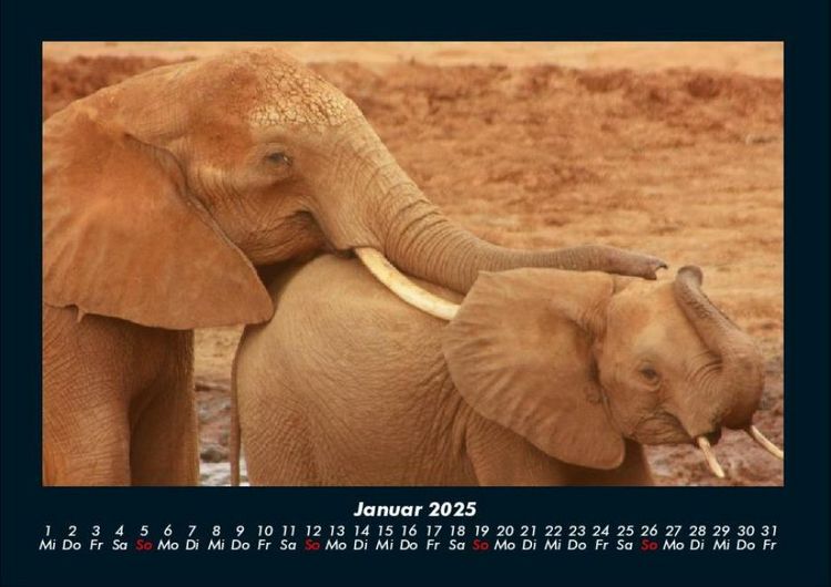 Produktbild: Tierkalender 2025 Fotokalender DIN A4