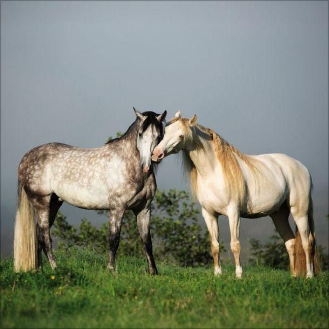 Produktbild: Horses 2027