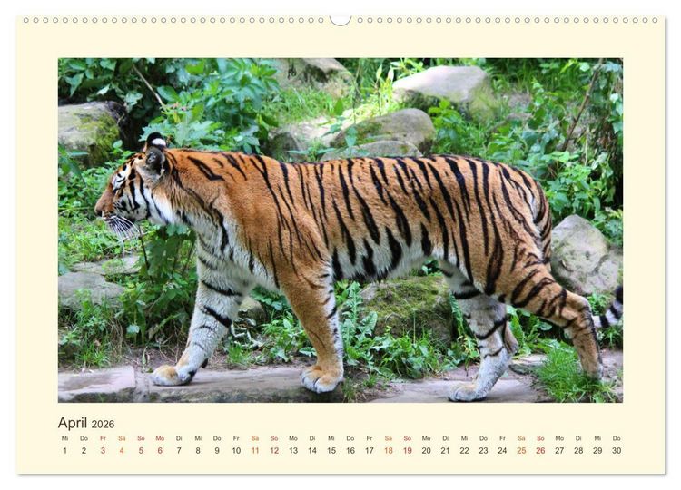 Produktbild: Sibirische Tigerportraits (hochwertiger Premium Wandkalender 2026 DIN A2 quer), Kunstdruck in Hochglanz