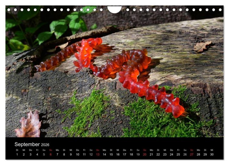 Produktbild: Die Welt der Fruchtgummis (Wandkalender 2026 DIN A4 quer), CALVENDO Monatskalender