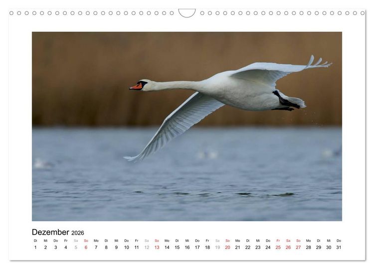 Produktbild: Geschnatter - Enten und G&auml;nse in Deutschland (Wandkalender 2026 DIN A3 quer), CALVENDO Monatskalender